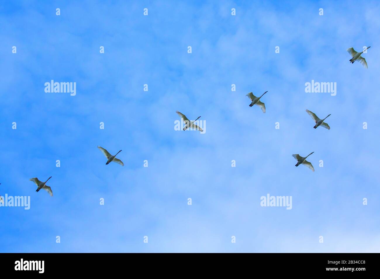 Mute-Schwan (Cygnus olor), Truppe im Formationsflug am blauen Himmel, Deutschland, Bayern, Niederbayern, Niederbayern Stockfoto