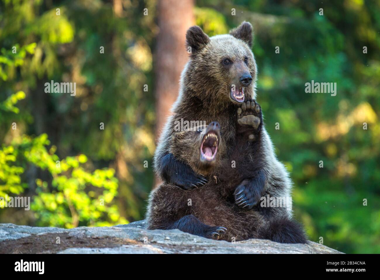 Europäischer Braunbär (Ursus arctos arctos), zwei Bärenkuppen spielen, Finnland, Karelia, Suomussalmi Stockfoto