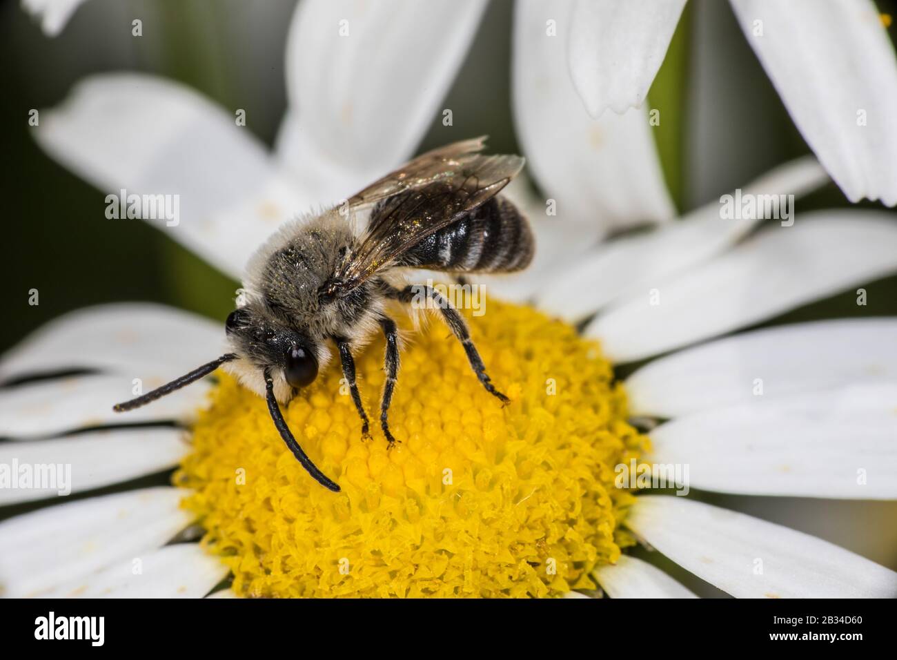 Davies' Colletes (Colletes daviesanus), weiblich, Deutschland Stockfoto