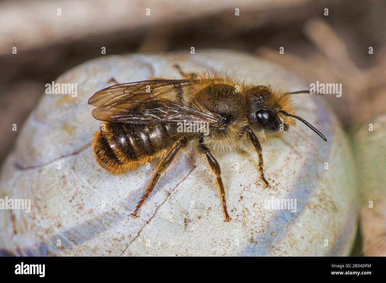 Bicolored Mason Bee, Mason Bee (Osmia bicolor), männlich auf einer Schneckenhülle, Deutschland Stockfoto