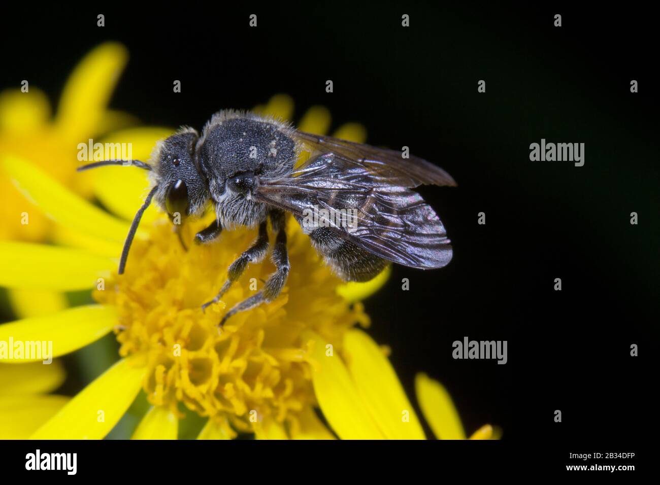 Dunkle Biene (Stelis aterrima, Stelis punctulatissima), auf einem Kompositum sitzend, Deutschland, Bayern Stockfoto