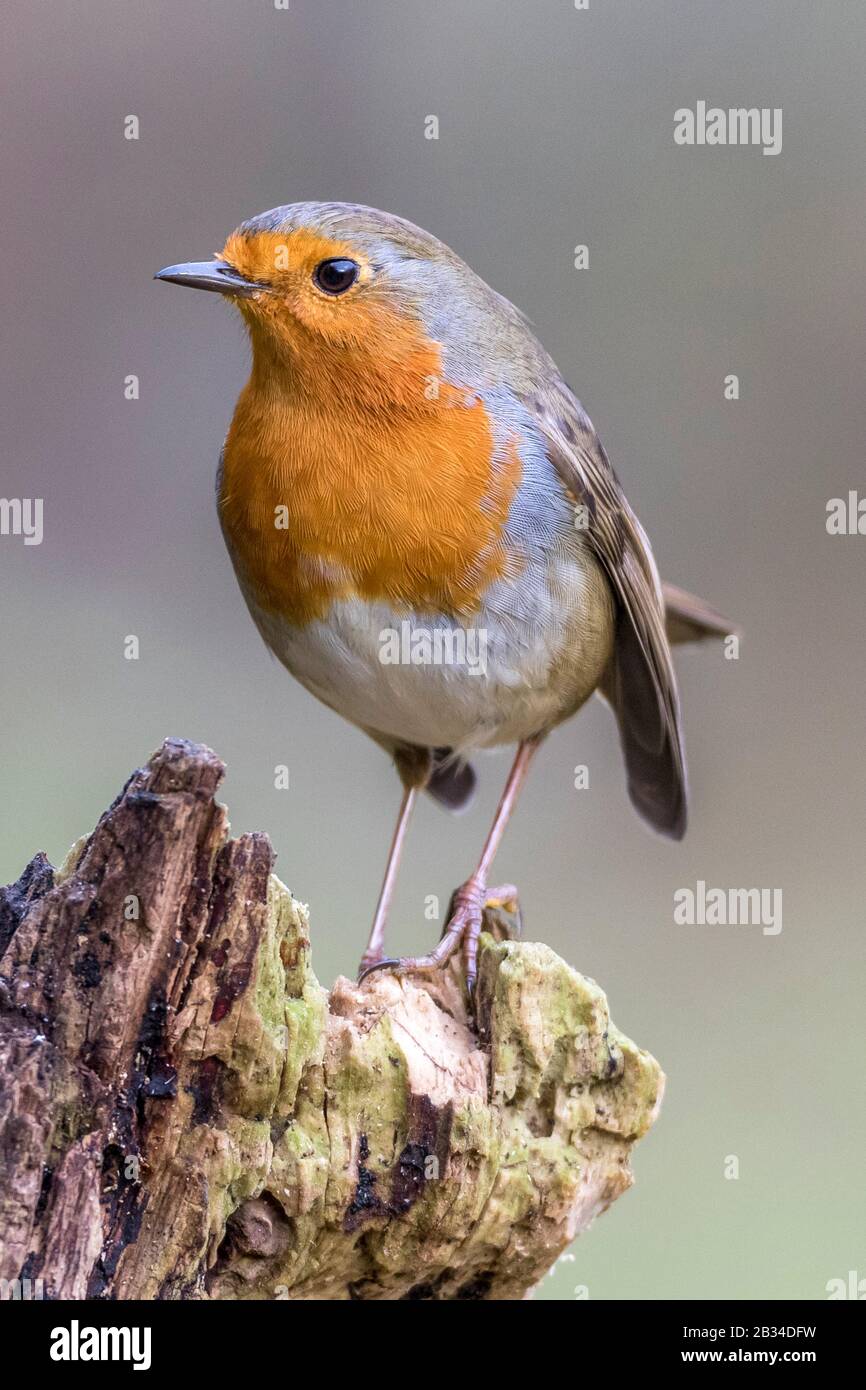 Europäischer Robin (Erithacus rubecula), auf Totholz, Deutschland, Bayern Stockfoto