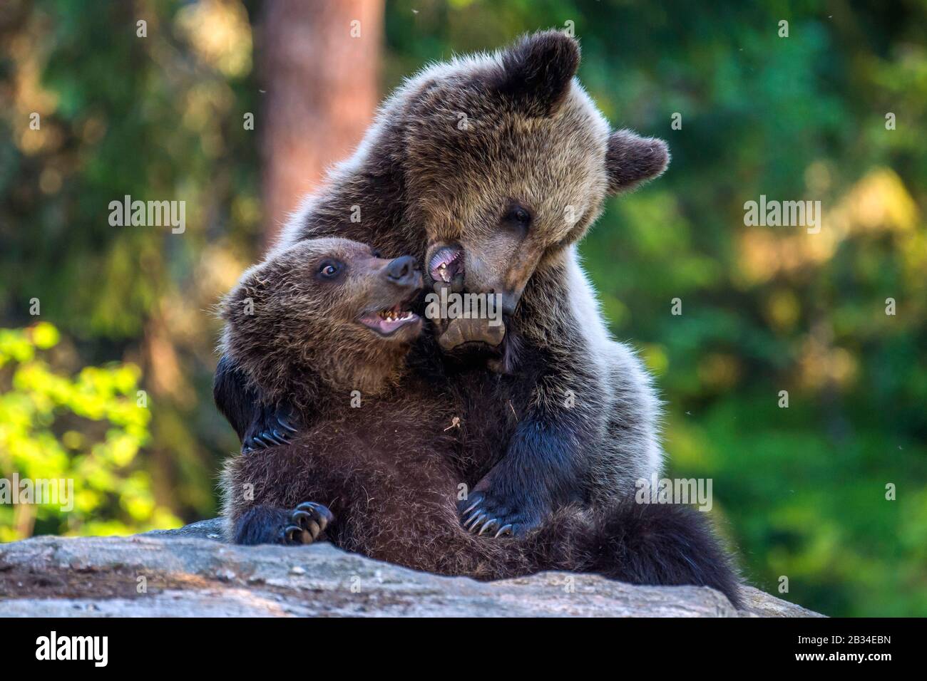 Europäischer Braunbär (Ursus arctos arctos), zwei Bärenkuppen spielen, Finnland, Karelia, Suomussalmi Stockfoto