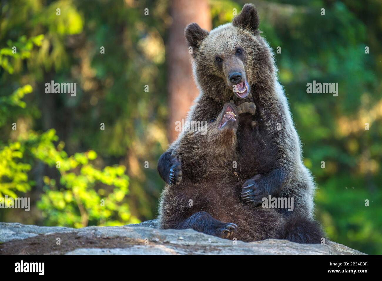 Europäischer Braunbär (Ursus arctos arctos), zwei Bärenkuppen spielen, Finnland, Karelia, Suomussalmi Stockfoto