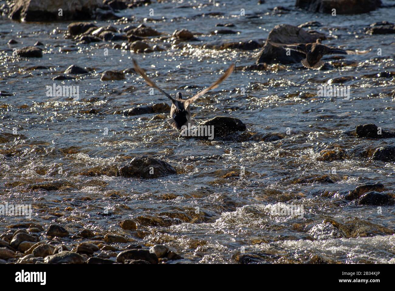 Ente, die über den Fluss fliegt Stockfoto