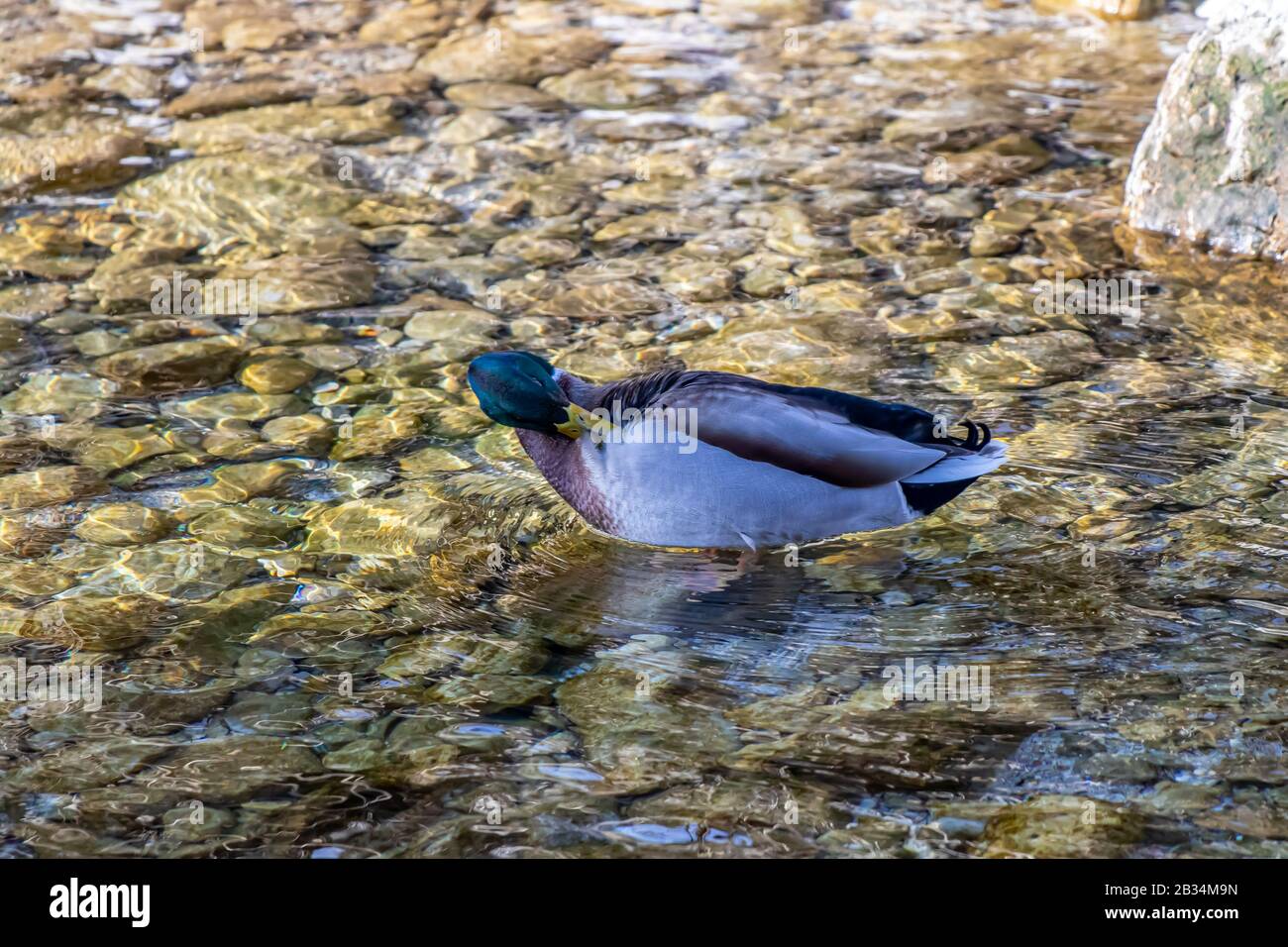 Ente reinigt sich in einem flachen Flusslauf Stockfoto