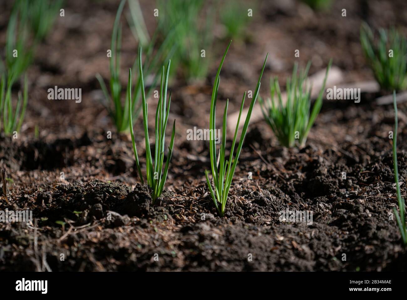 Sämling. Dicotyledon keimt Stockfoto