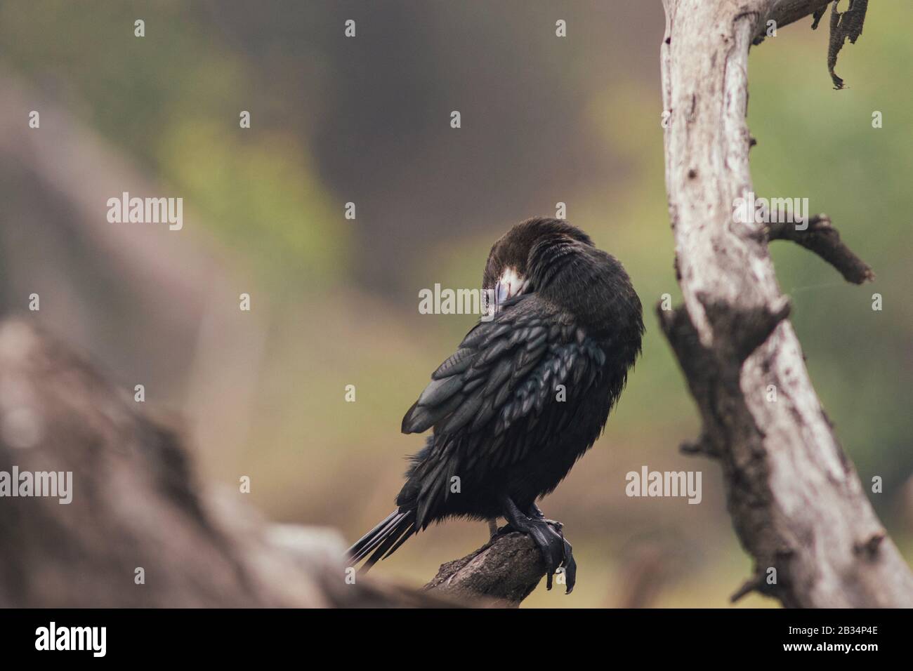 Kormoranvogel in seinem natürlichen Lebensraum Stockfoto