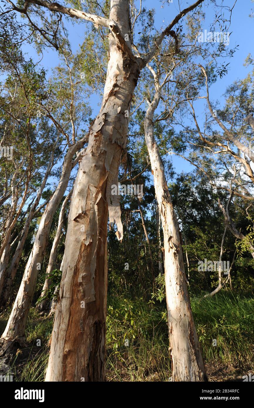 Weinende Paperbark-Bäume, in den Feuchtgebieten des Horseshoe Bay Lagoon Conservation Park, Magnetic Island, Queensland, Australien Stockfoto