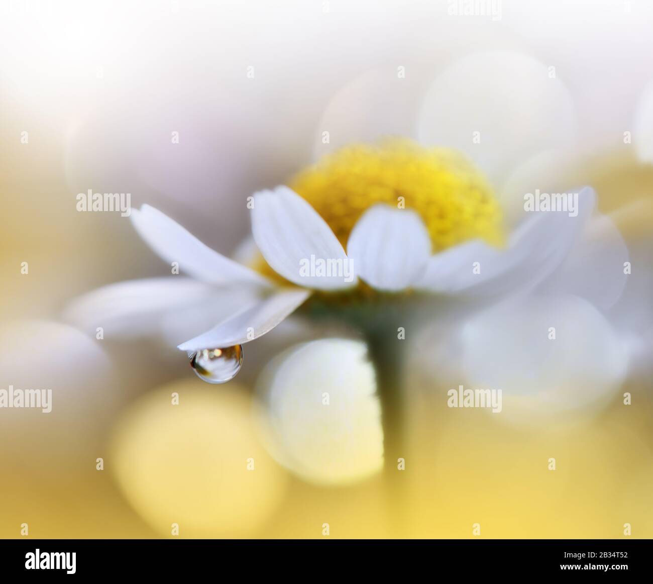 Wunderschöner Naturhintergrund.Blumendesign.Abstrakte Makrofotografie.Weiße Gänseblümchen-Blume.Weißer Hintergrund.Kreatives Künstlerisches Hintergrundbild.Feier. Stockfoto