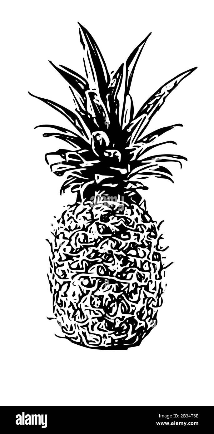 Schwarz-weiße Abbildung einer Ananas Stockfoto