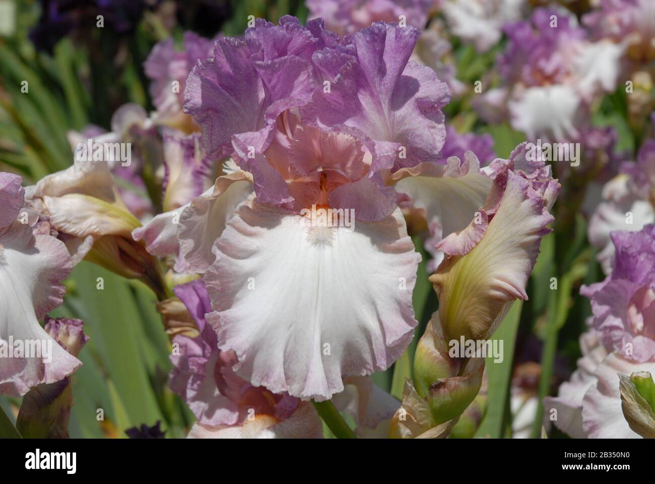 Hohe bärtige Iris, Markant, Blumen und Knospen in einem Garten Stockfoto