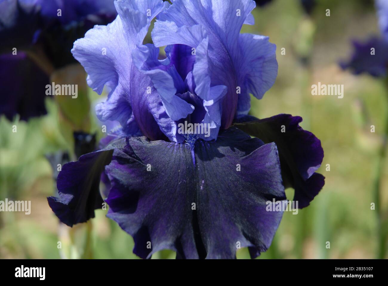 Hohe bärtige Iris, Tödliche Attraktion Stockfoto