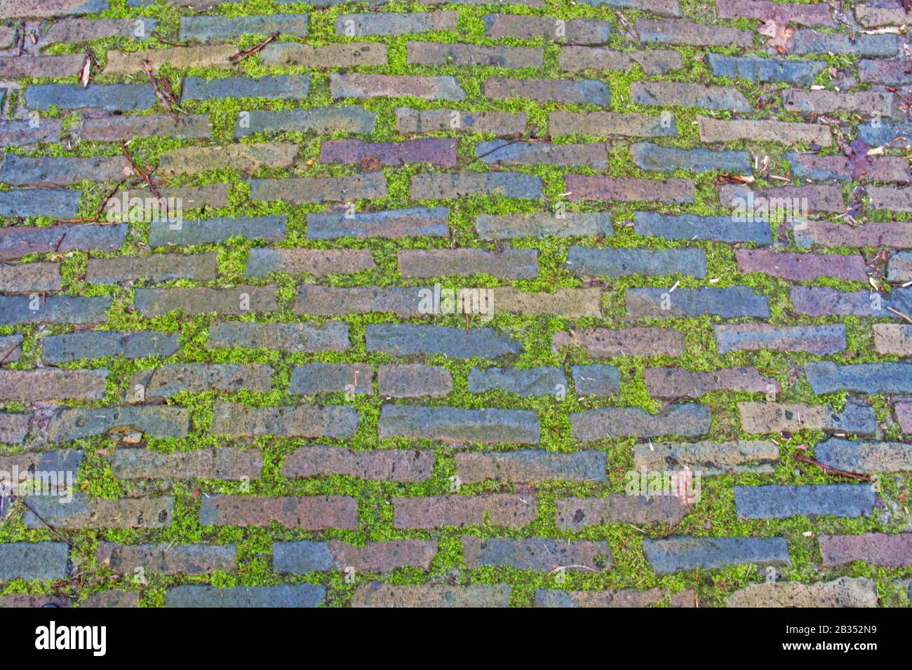 Nahaufnahme einer alten Straße mit moosem Kopfsteinpflaster Stockfoto