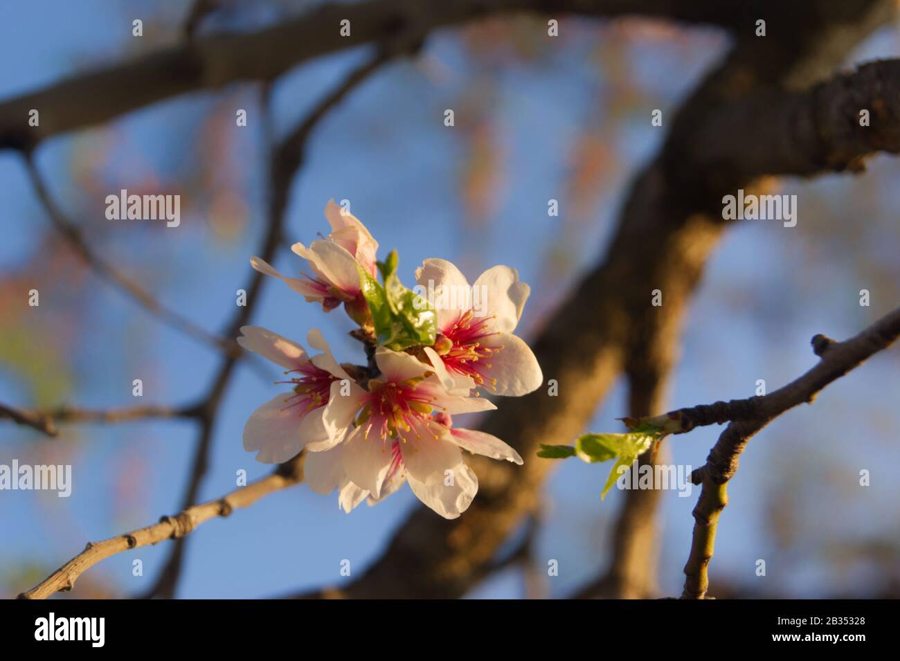 pequeña flor de primavera Stockfoto