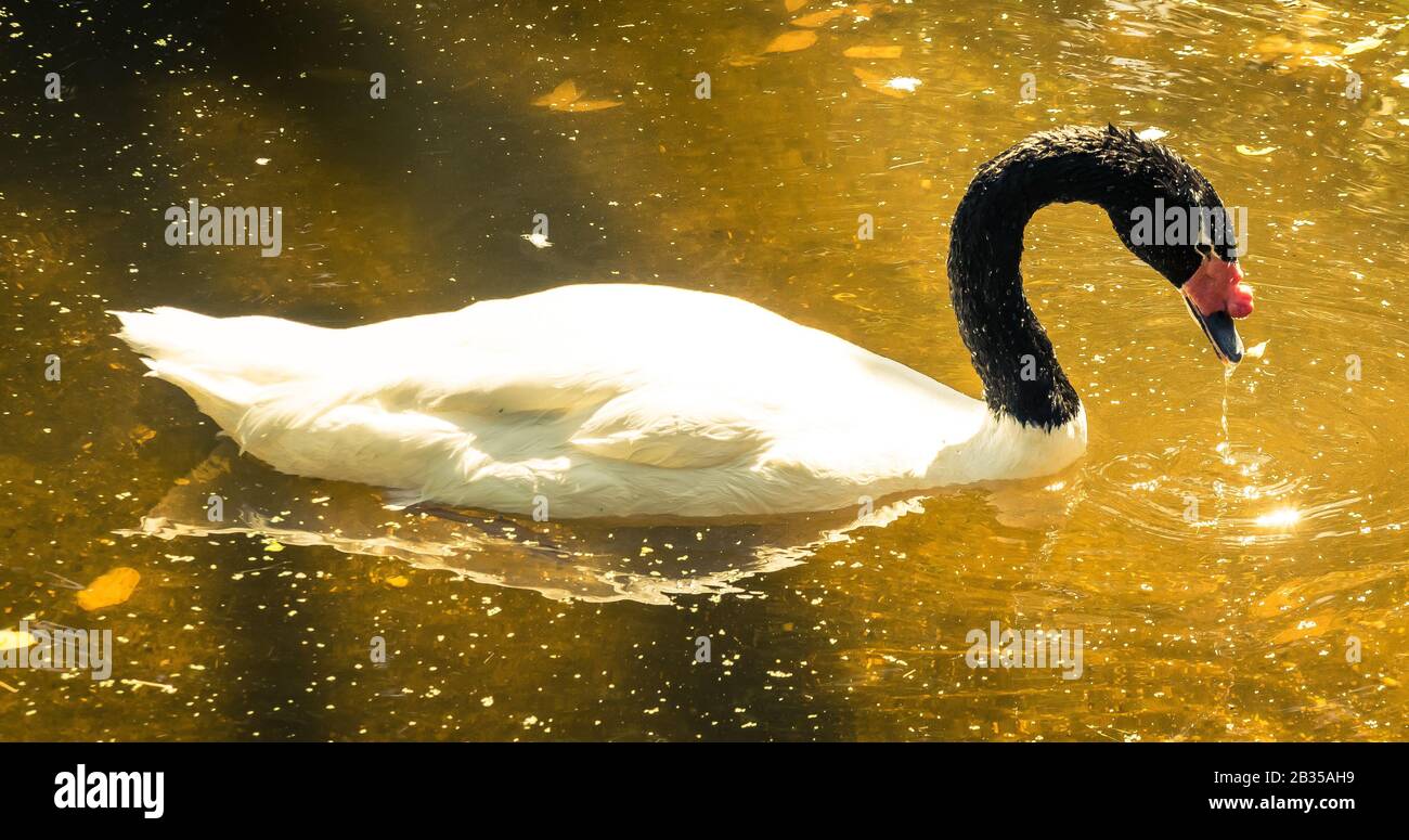 Ein schwarzer, halsiger Schwan ( cygnus melancoryphus), der in einem goldfarbenen See/Teich schwimmt und Wasser aus dem Kopf tropft Stockfoto