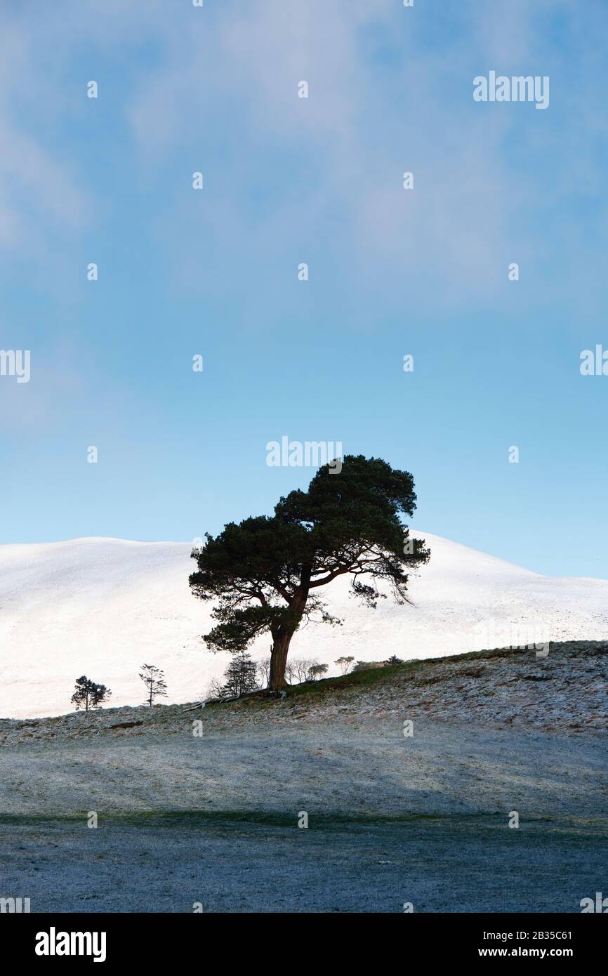 Pinus sylvestris. Single scots Pine Tree in der winterlichen schottischen Grenzlandschaft. Schottland Stockfoto