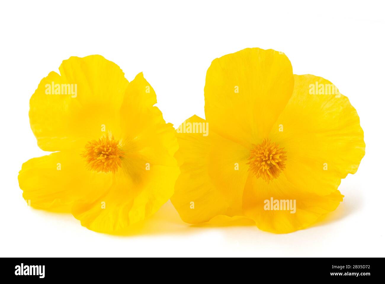 Gelben gehörnten Mohn Blumen auf weißem Hintergrund Stockfoto