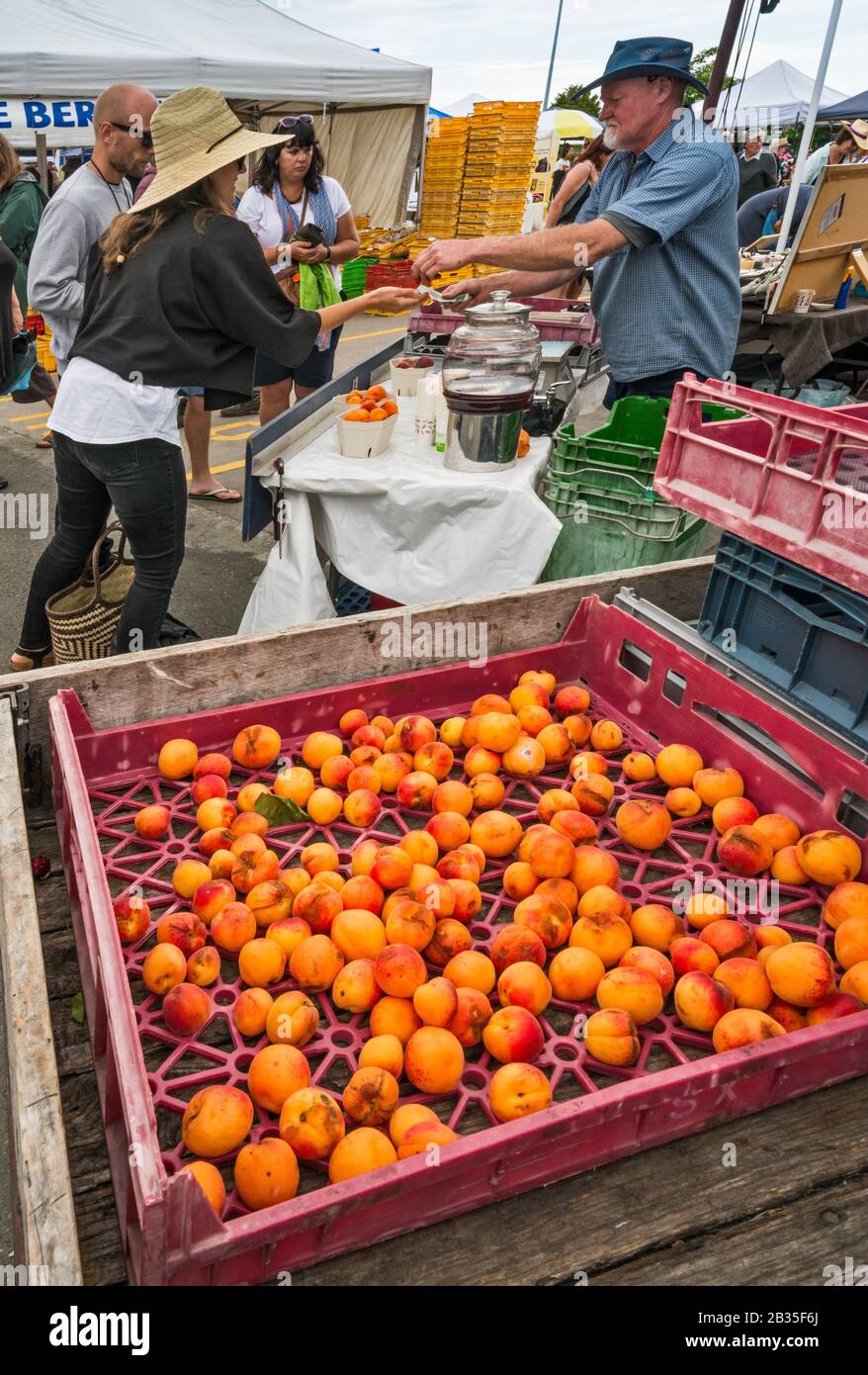 Pfirsiche werden auf dem Sonntagsmarkt in Motueka, Tasman District, South Island, Neuseeland angezeigt Stockfoto