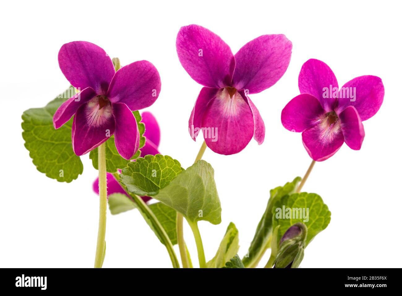 Viola odorata Rot Charm Blumen isoliert auf weiß Stockfoto