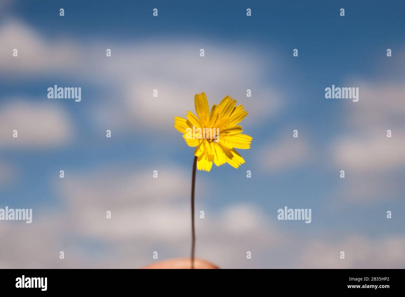 Gelbes Löwenzahn, Distel, Zichorie. Nahaufnahme mit dem blauen Himmel im Hintergrund. Stockfoto