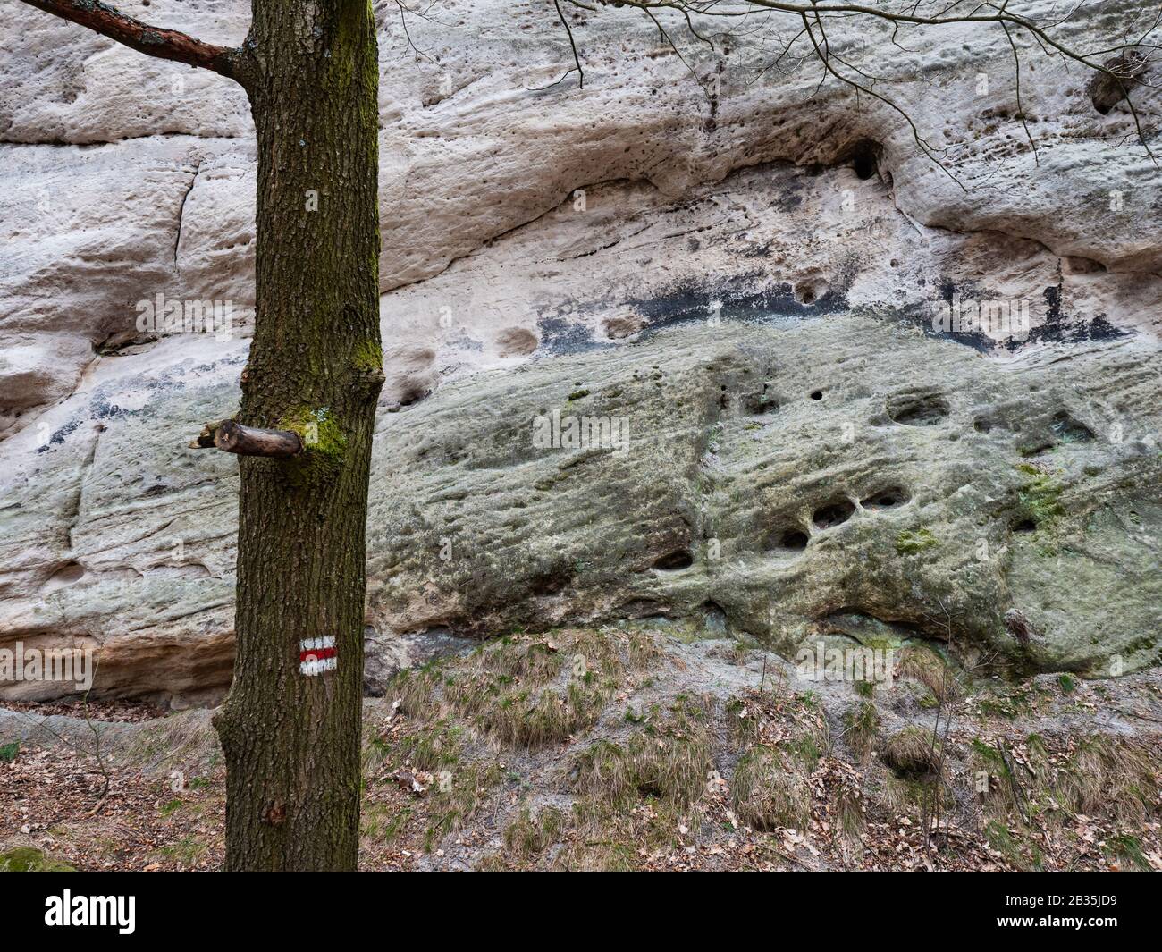 Touristische Markierung auf Baum bei weißer Felsformation. Sandsteinfelsen. Weiße Felsen aus altem Sandstein, die im Inneren fliessen Stockfoto