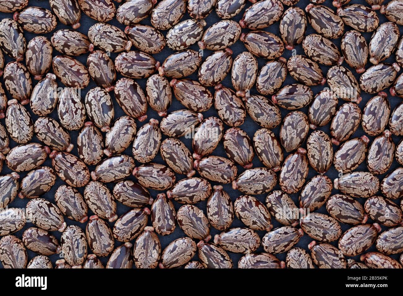 Samen von Castor Bean (Ricinus communis) - Hintergrund: Anhäufung von Samen der Kastenbohne (Ricinus communis) auf dunklem Hintergrund Stockfoto