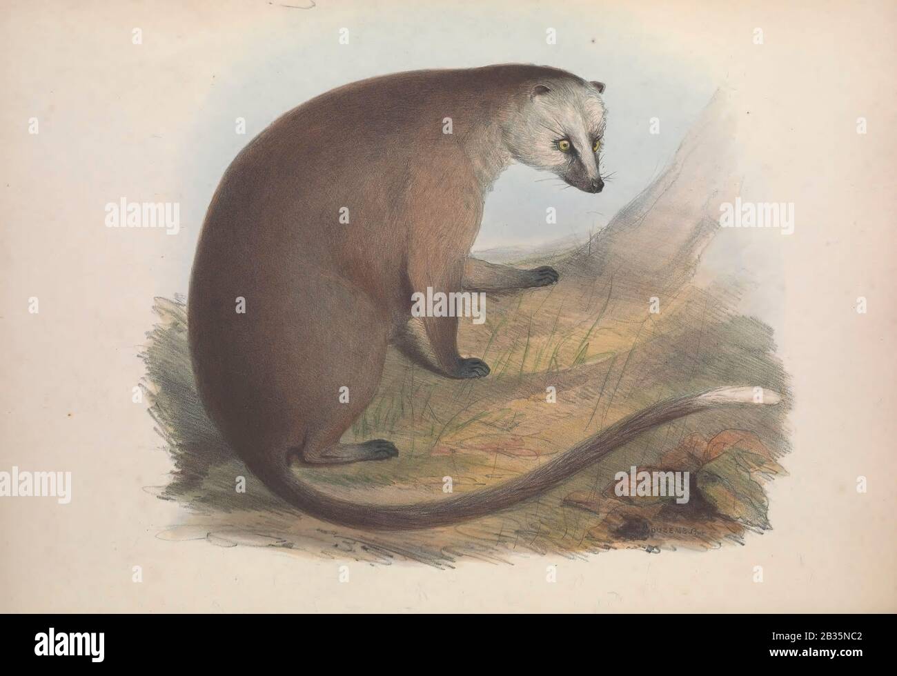 Aus dem Buch "Zoologia typica" oder Figuren von neuen und seltenen Tieren und Vögeln, die in den Verfahren beschrieben oder in den Sammlungen der Zoologischen Gesellschaft von London ausgestellt wurden. Von Fraser, Louis. Zoological Society of London. Herausgegeben vom Autor in London, März 1848 Stockfoto