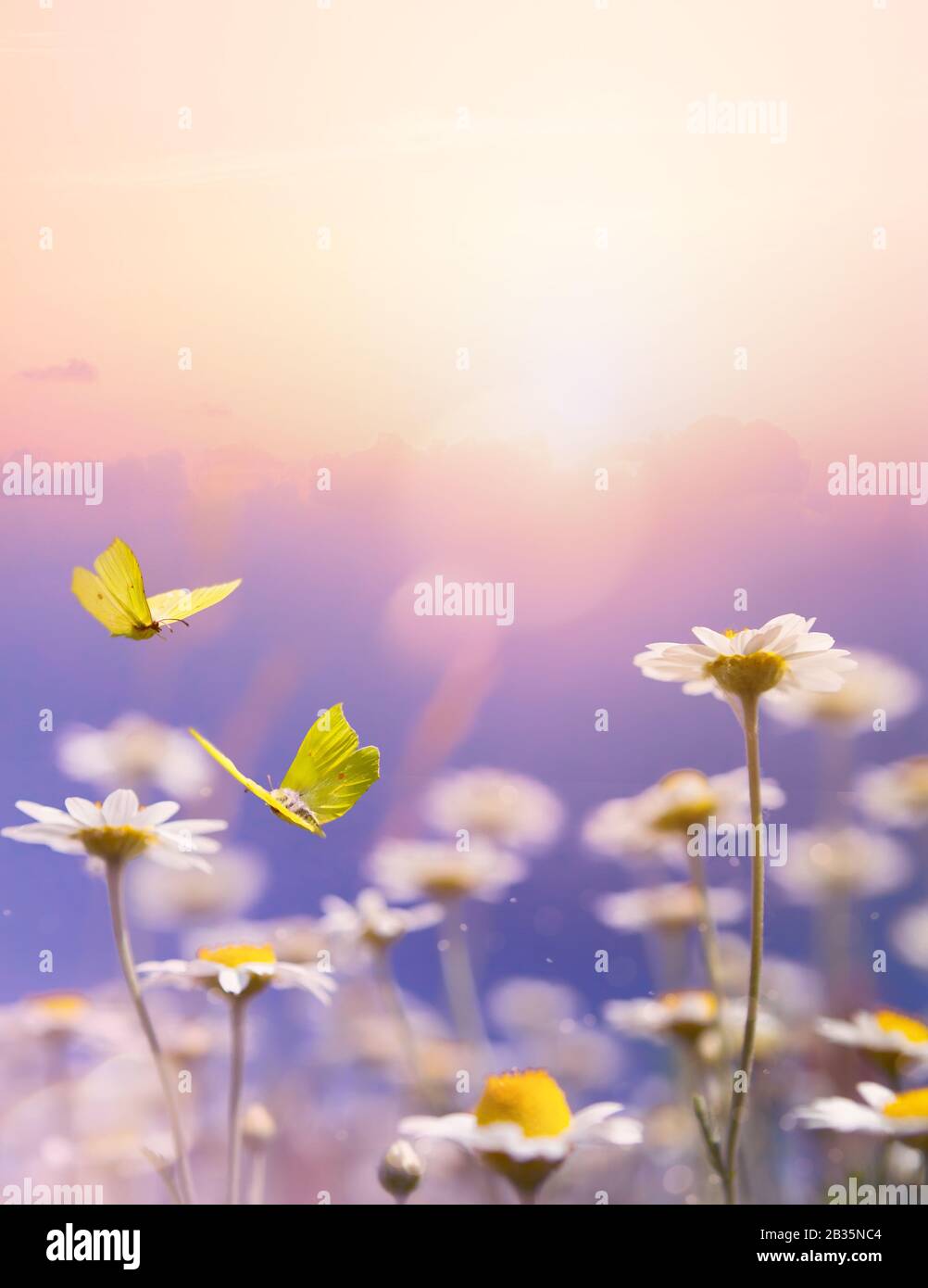 Kunst schöner Kamillenblumenhintergrund; blühende Blumenwiese im Frühjahr auf sonnig blauem Himmelshintergrund. Stockfoto