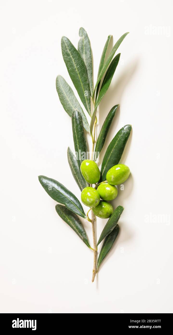 Olivenbaum mit Oliven auf Wei. Frischer Olivenbaum und rohe grne Oliven  isoliert auf Wei. Vertikale Draufsicht im Nahaufnahme Stockfotografie -  Alamy