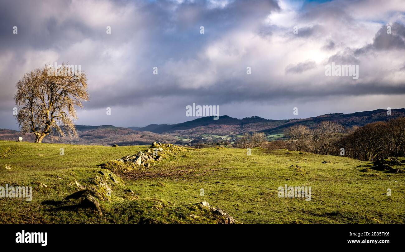 Ein Blick über die Südseen, der vom Colton Hill in Richtung Grizedale Forest blickt, den ich liebe und den ich vermissen werde, wenn wir auf die Weiden ziehen Stockfoto
