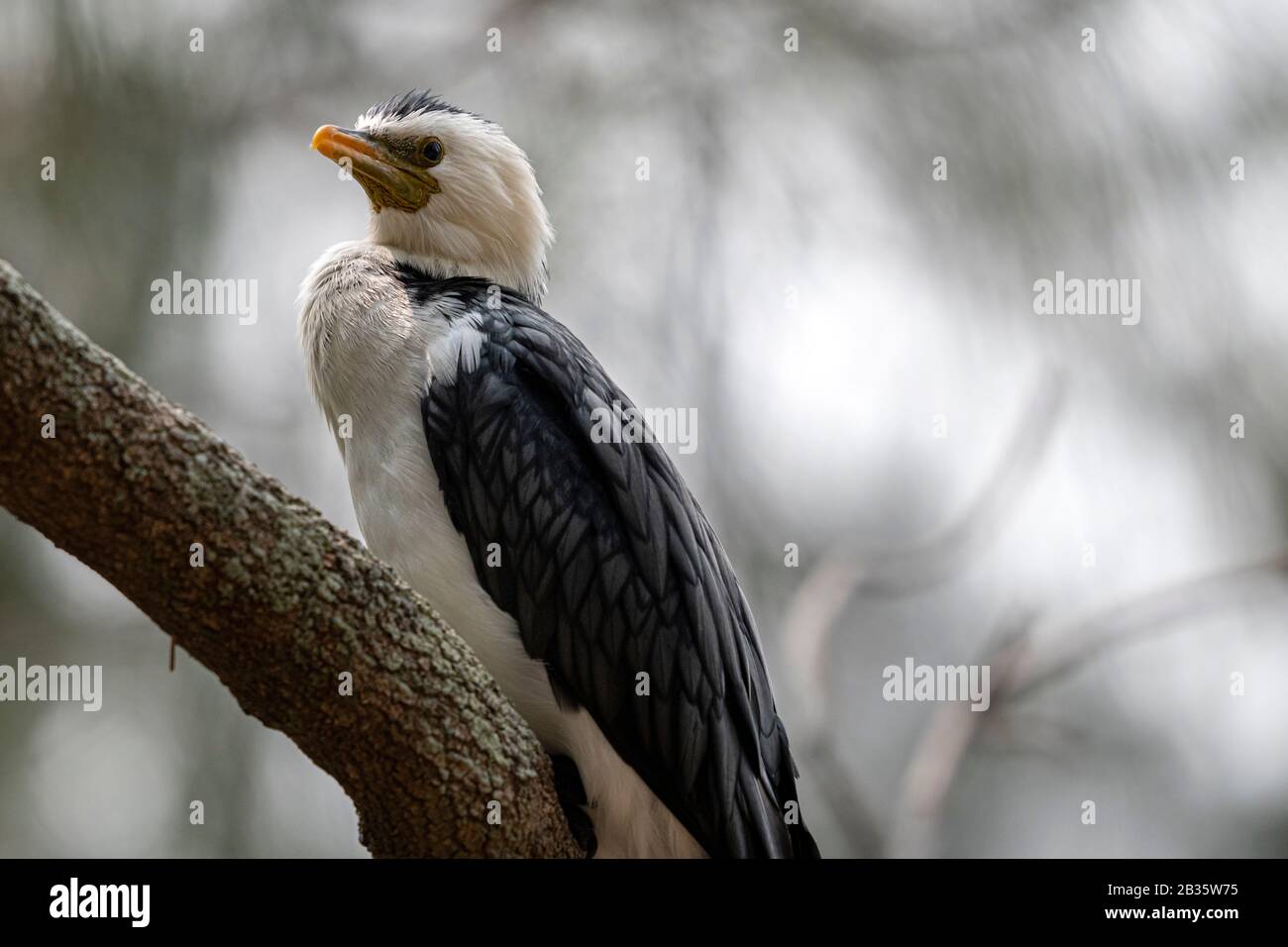 Little Pied Cormorant vor natürlichem Hintergrund in Queensland Stockfoto