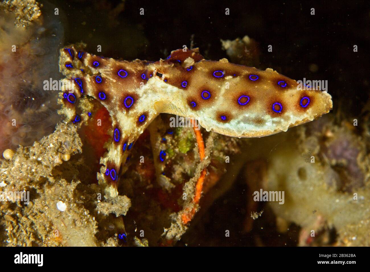 Blaue Ringoktopus (Hapalochlaena) Lembeh Strait, Indonesien Stockfoto