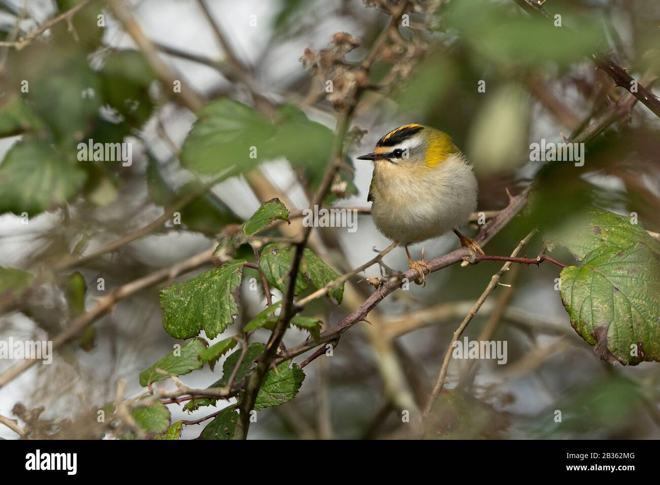 FIRERESTen-Regulus ignicapilla, Winter. Stockfoto