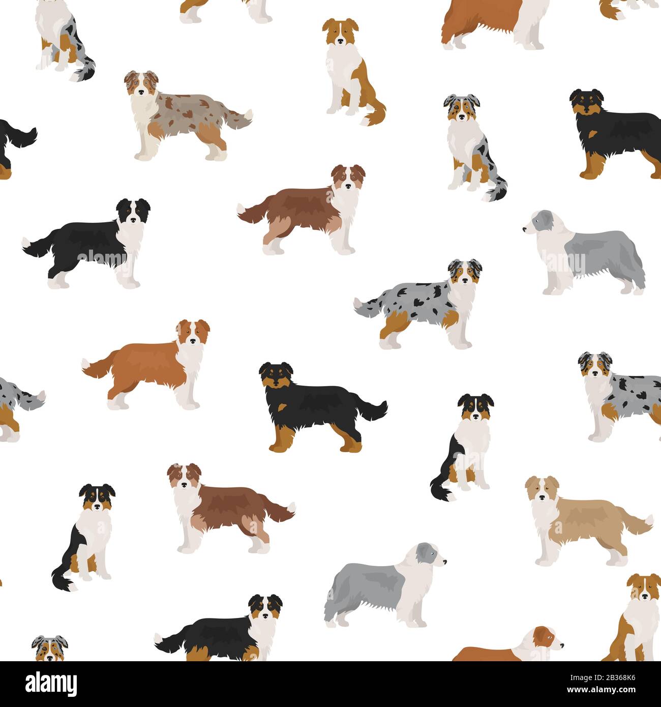 Australischer Hirtenhund nahtloses Muster. Verschiedene Variationen des Farbsatzes für Mantel. Vektorgrafiken Stock Vektor