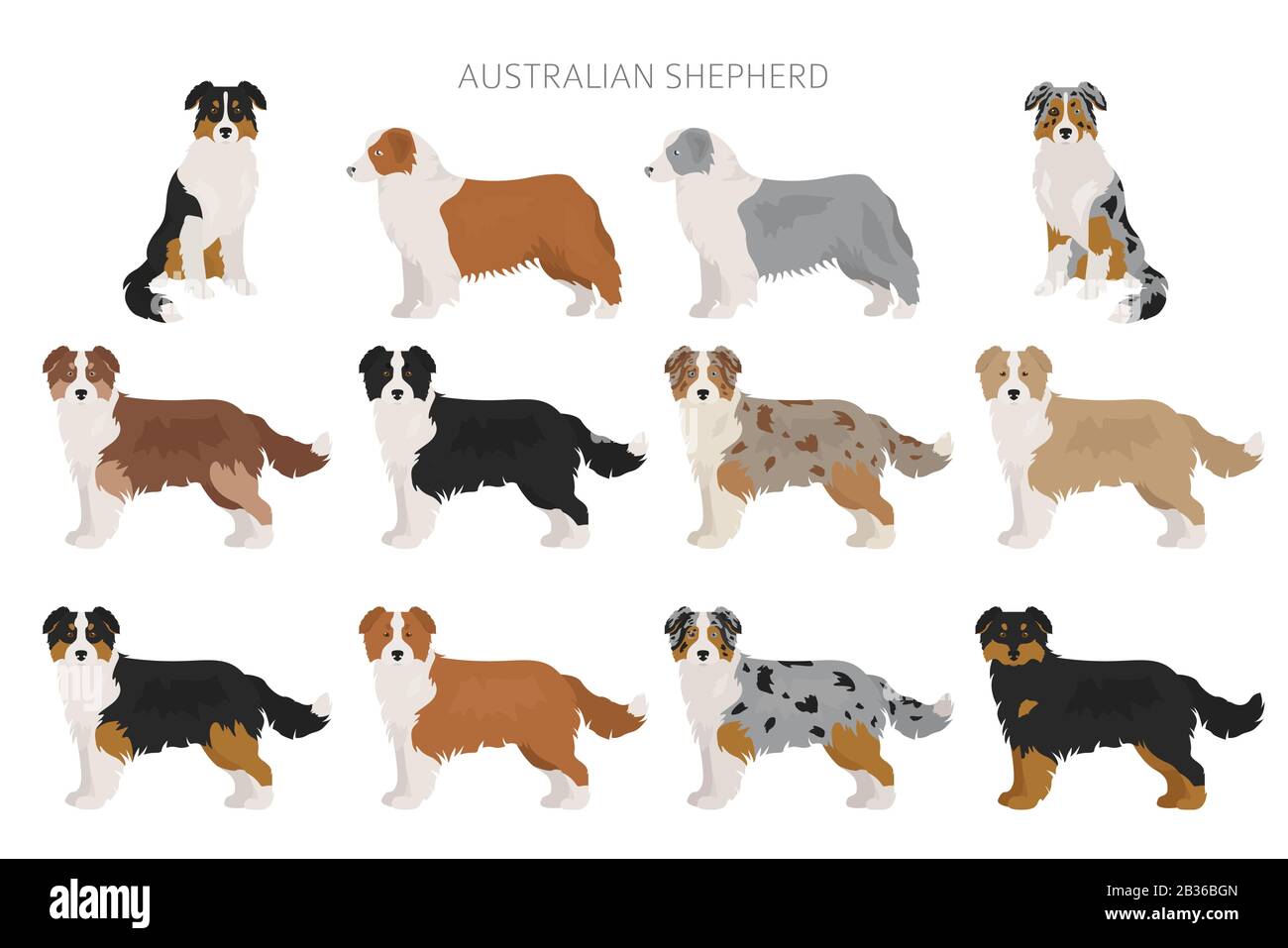 Australischer Hirtenhund. Verschiedene Variationen des Farbsatzes für Mantel. Vektorgrafiken Stock Vektor