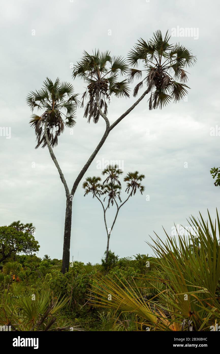 Doum Palmen im ländlichen Kenia gegen klaren Himmel Stockfoto