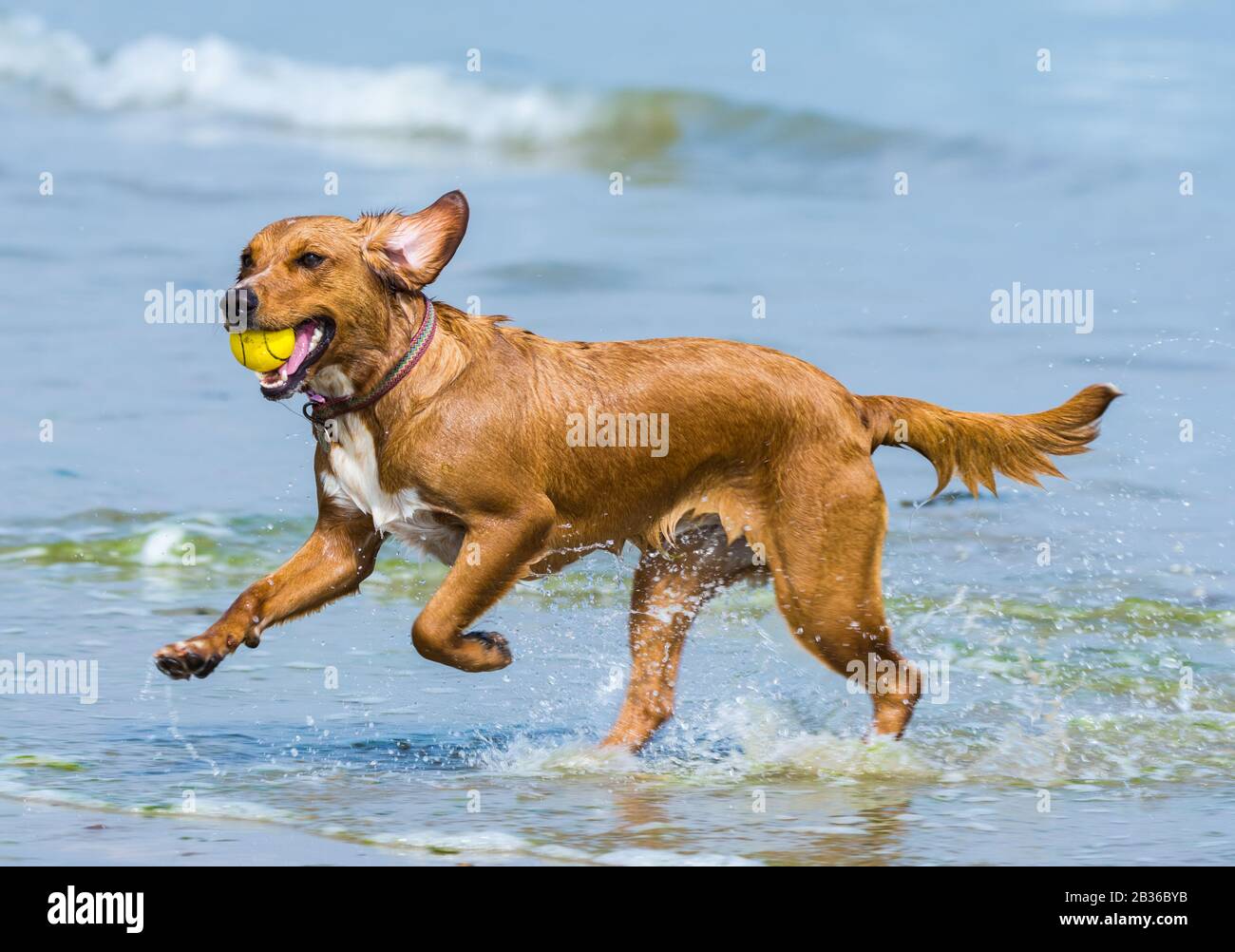 Ein Hund, der im Sommer in Großbritannien mit einem Ball im Meer läuft und spielt. Stockfoto