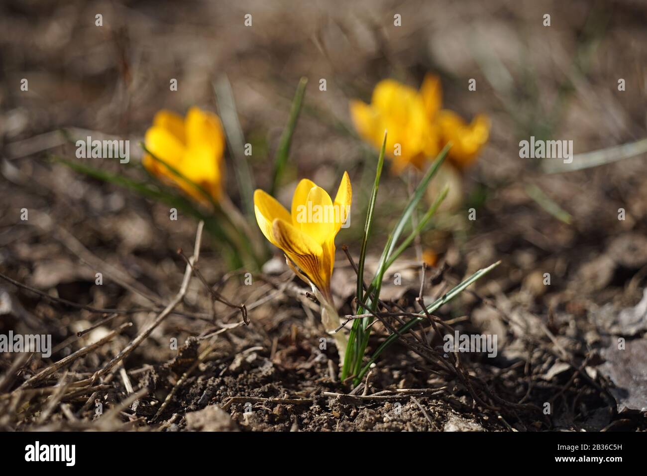 Gelbe Krokusblüten wachsen im sonnigen Quellgarten Stockfoto