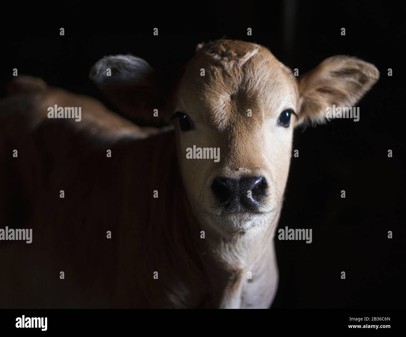 Ein kastanienbraunes Kalb in einem Stall, das leise in die Kammer blickt. BOS taurus Stockfoto