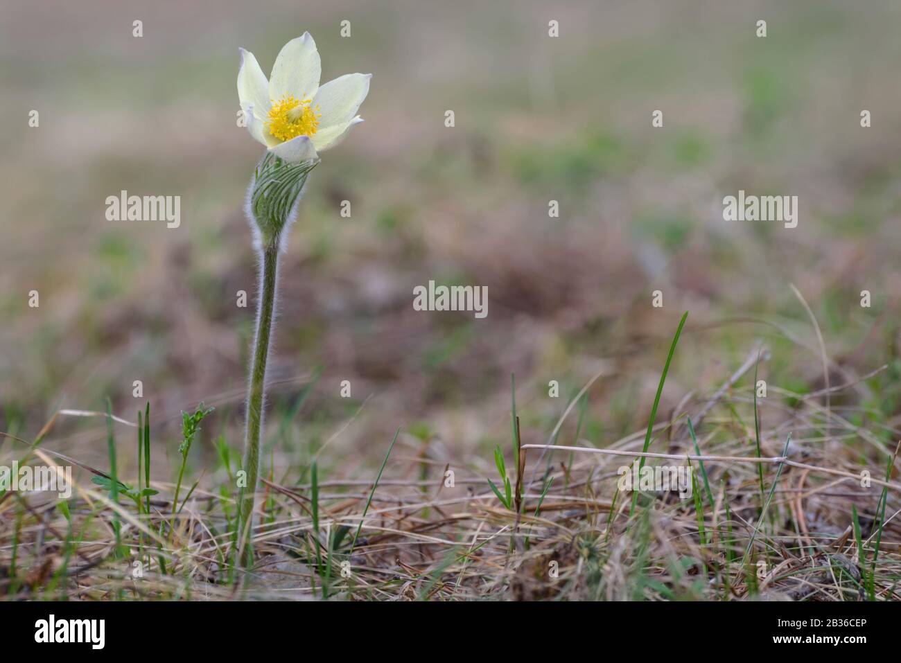 Schöne zarte hellgelbe Schneeflower (pulsatilla vulgaris) auf einem verschwommenen Grund von Trockenrasen im Wald Stockfoto