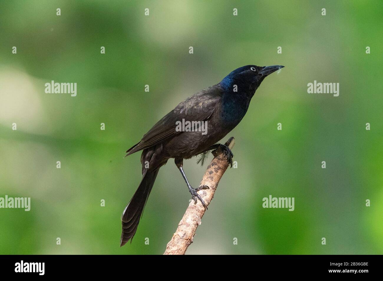 United States, Michigan Common Grackle (Quiscalus quiscula) Stockfoto