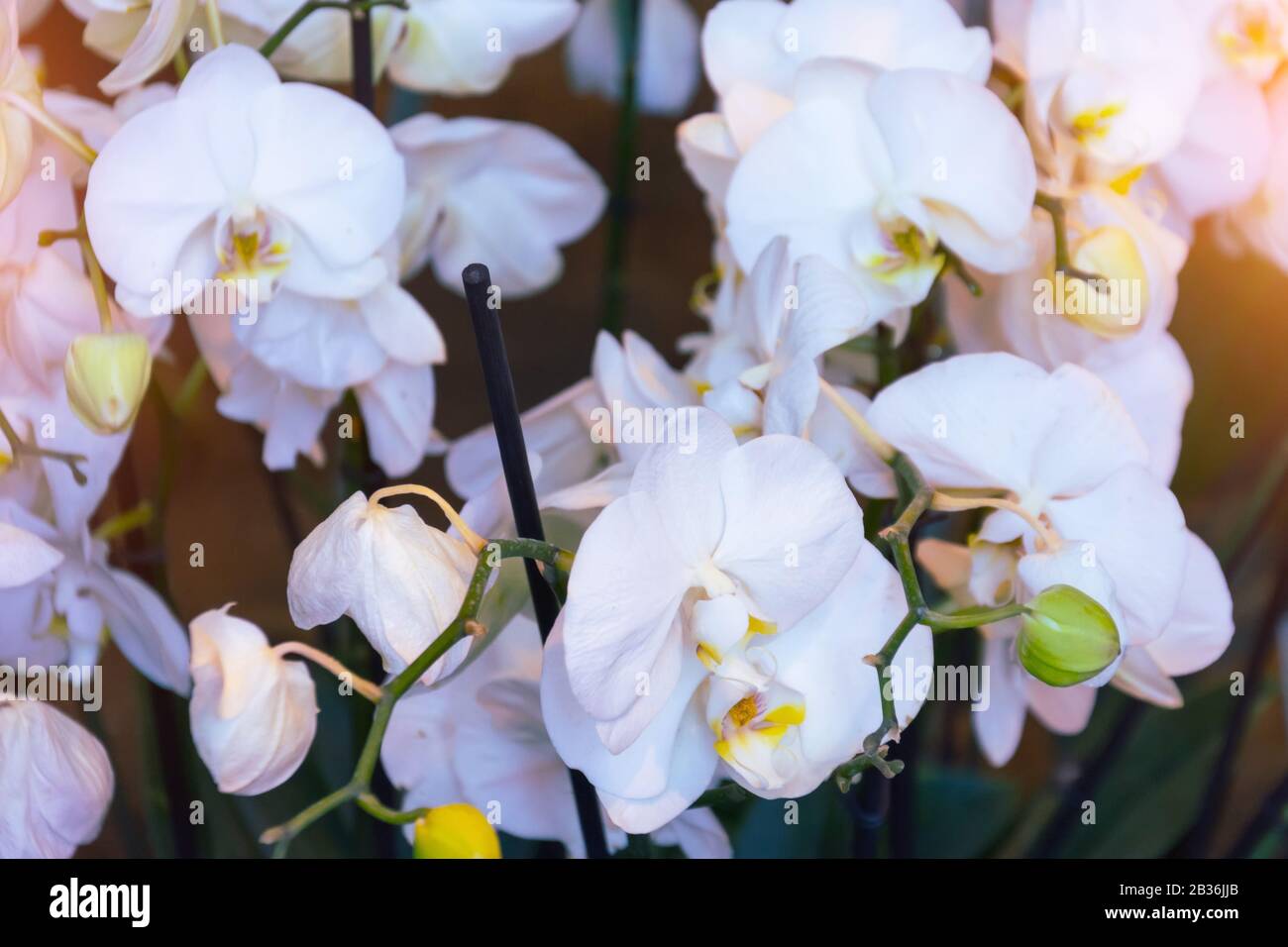 Weiße Orchideenblüten mit einer rosafarbenen Tönung Stockfoto