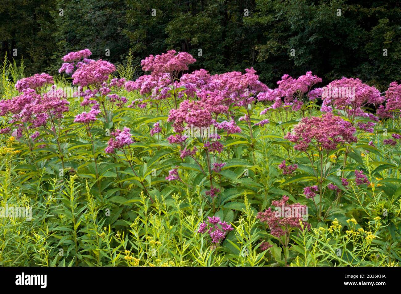 Gepunktetes Joe-Pye-Unkraut, das in einer feuchten Wiese in den Pocono Mountains in Pennsylvania wächst. Stockfoto