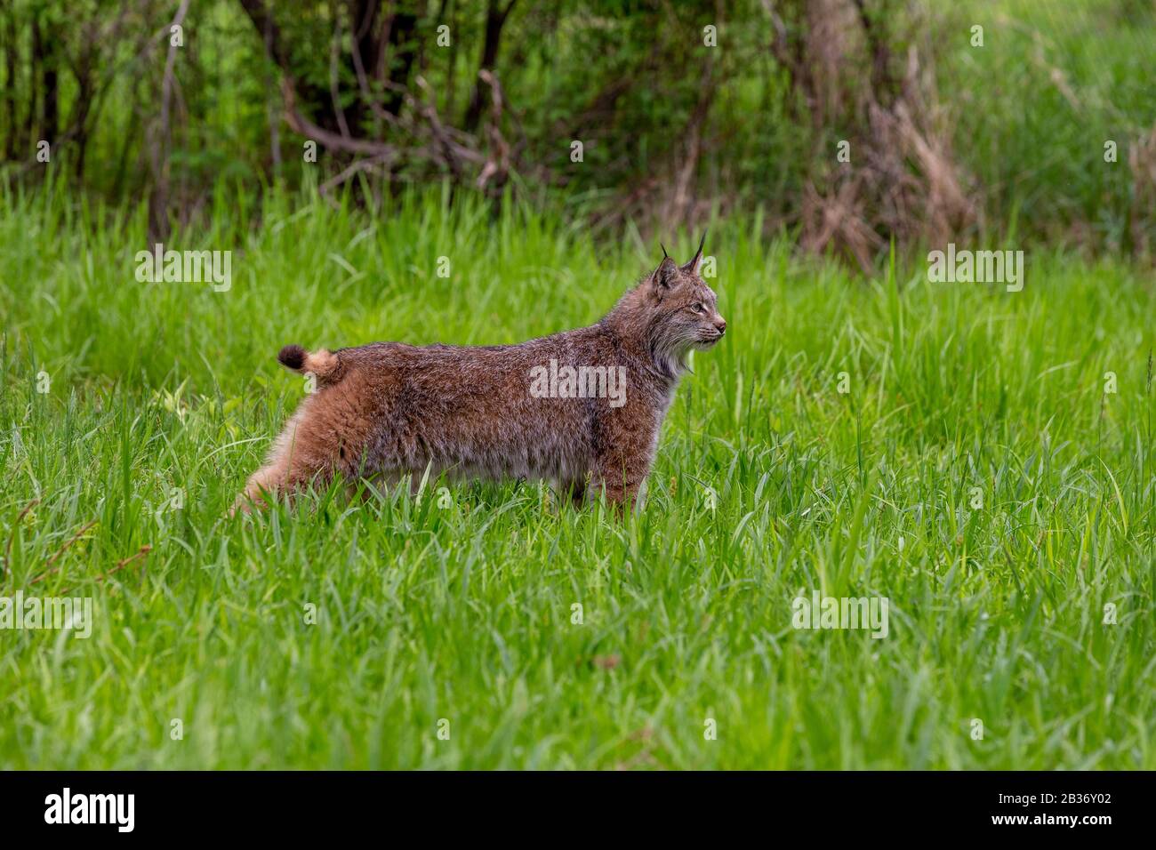 United Sates, Minnesota, Canadian Lynx (Lynx canadensis), gefangen Stockfoto