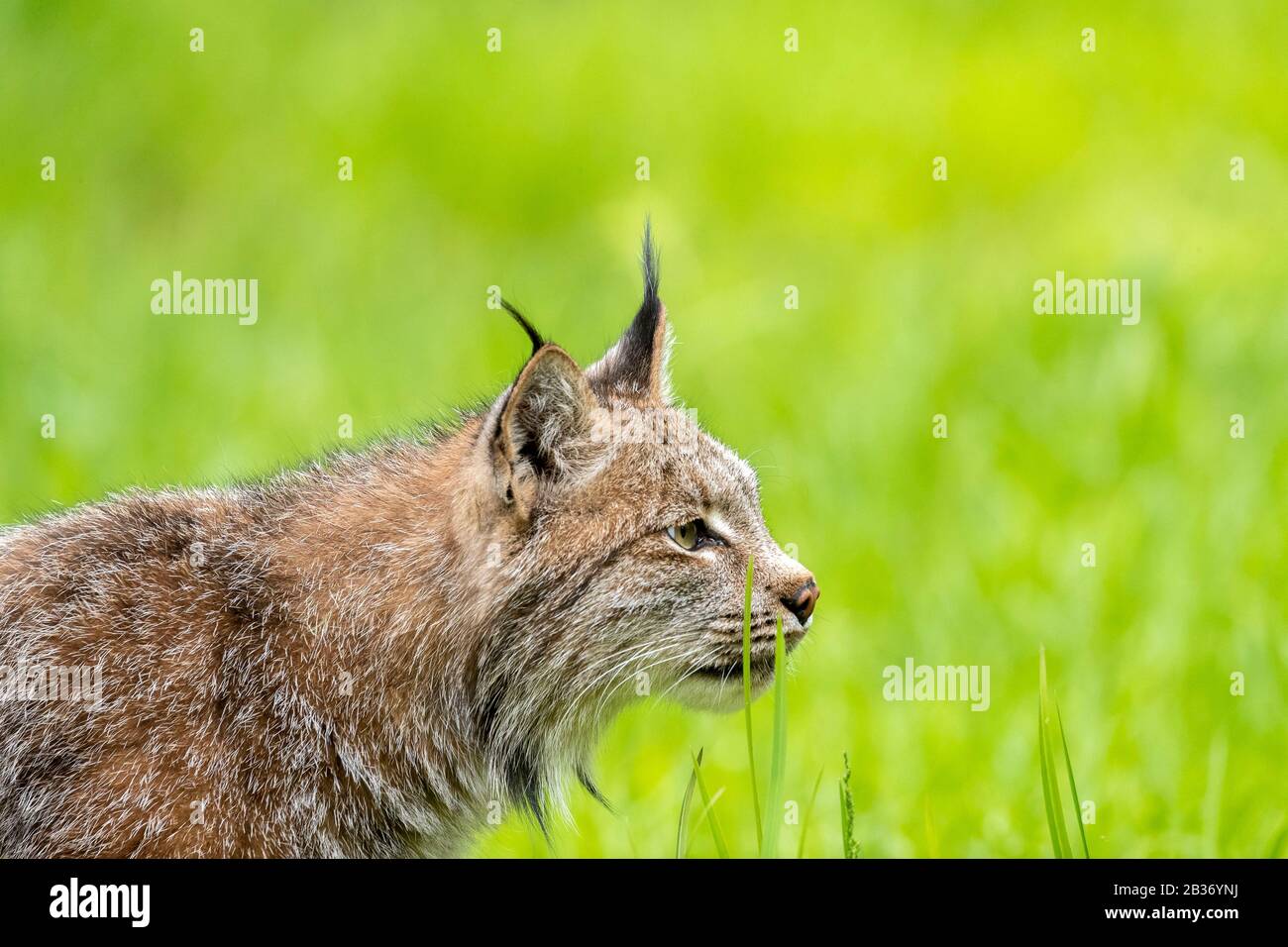 United Sates, Minnesota, Canadian Lynx (Lynx canadensis), gefangen Stockfoto