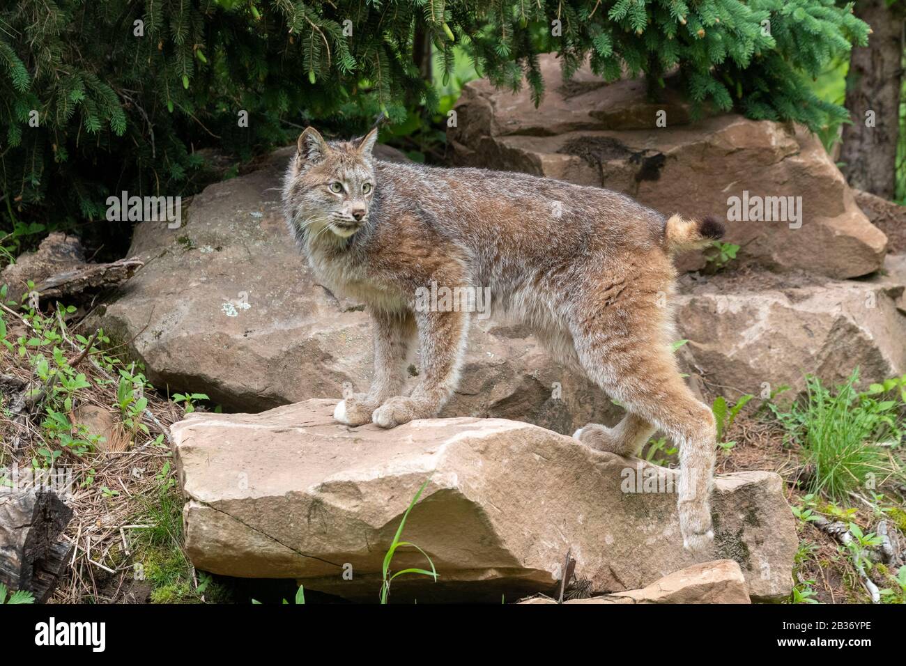 United Sates, Minnesota, Canadian Lynx (Lynx canadensis), gefangen Stockfoto