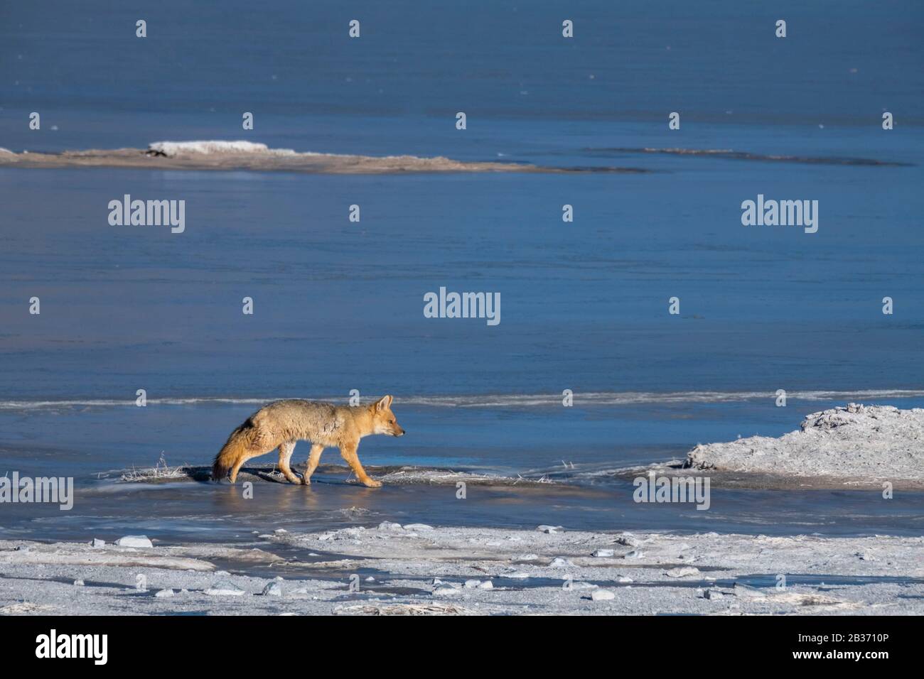 Argentinische, Provinz Catamarca, Puna Wüste, El Penon, culpeo oder Zorro oder culpeo Andean fox (Lycalopex culpaeus) Stockfoto