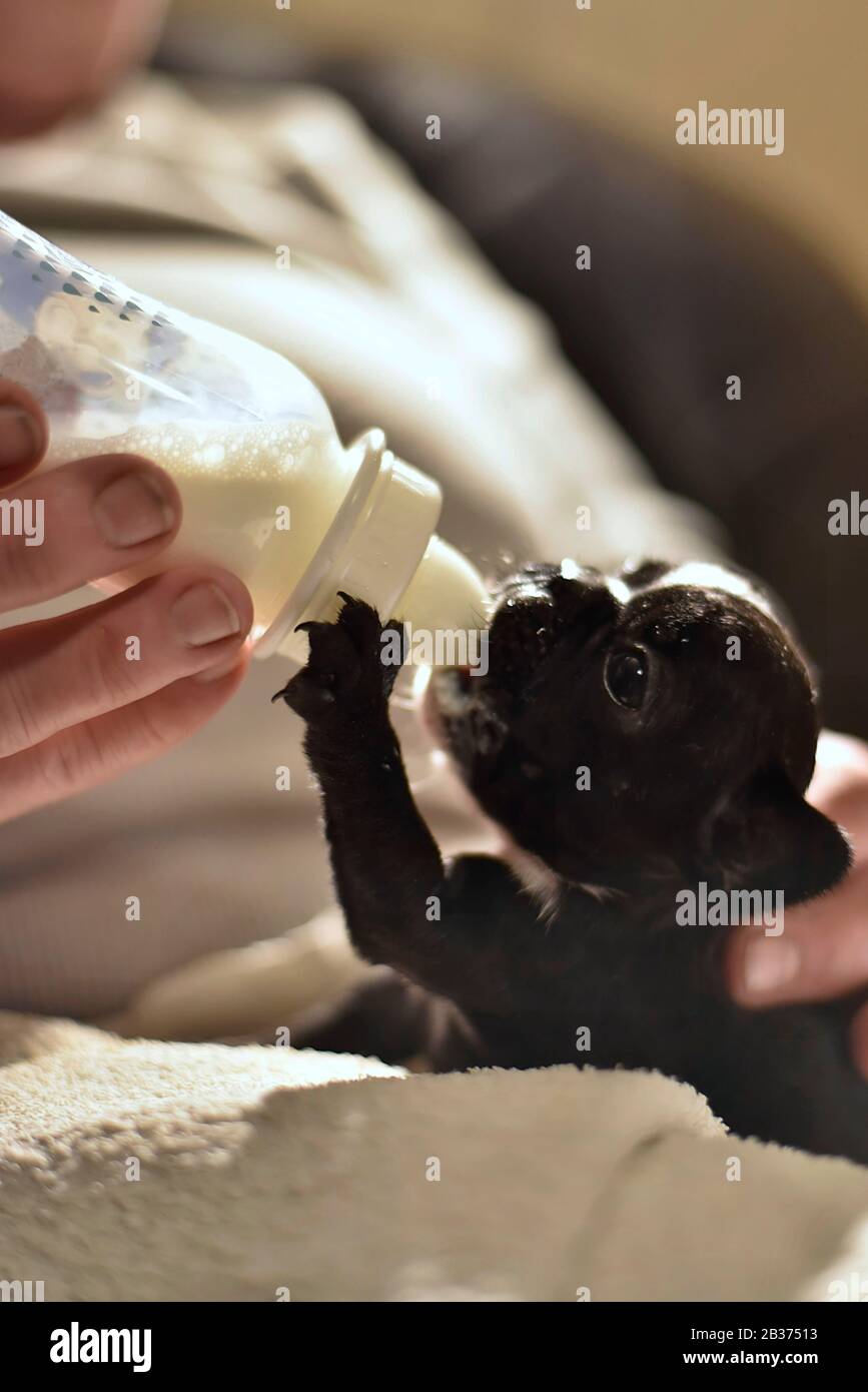 Französischer Bulldogge Welpe gefüttert mit Milch aus einer Flasche Stockfoto