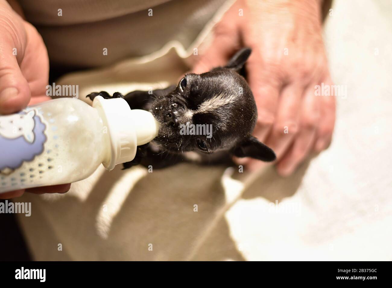 Französischer Bulldogge Welpe gefüttert mit Milch aus einer Flasche Stockfoto